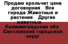 Продаю крольчат цена договорная - Все города Животные и растения » Другие животные   . Калининградская обл.,Светловский городской округ 